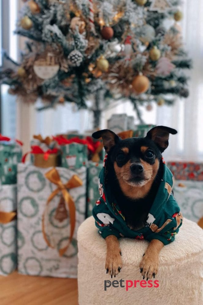 3 dog christmas photo ideas