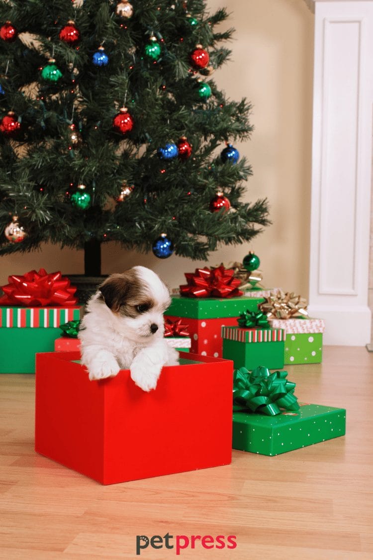 dog christmas wallpaper