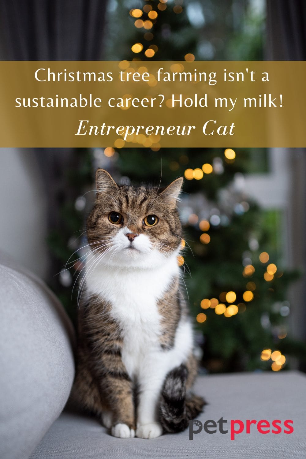 85 Funny Christmas Cat Quotes to Crack You Up This Holiday