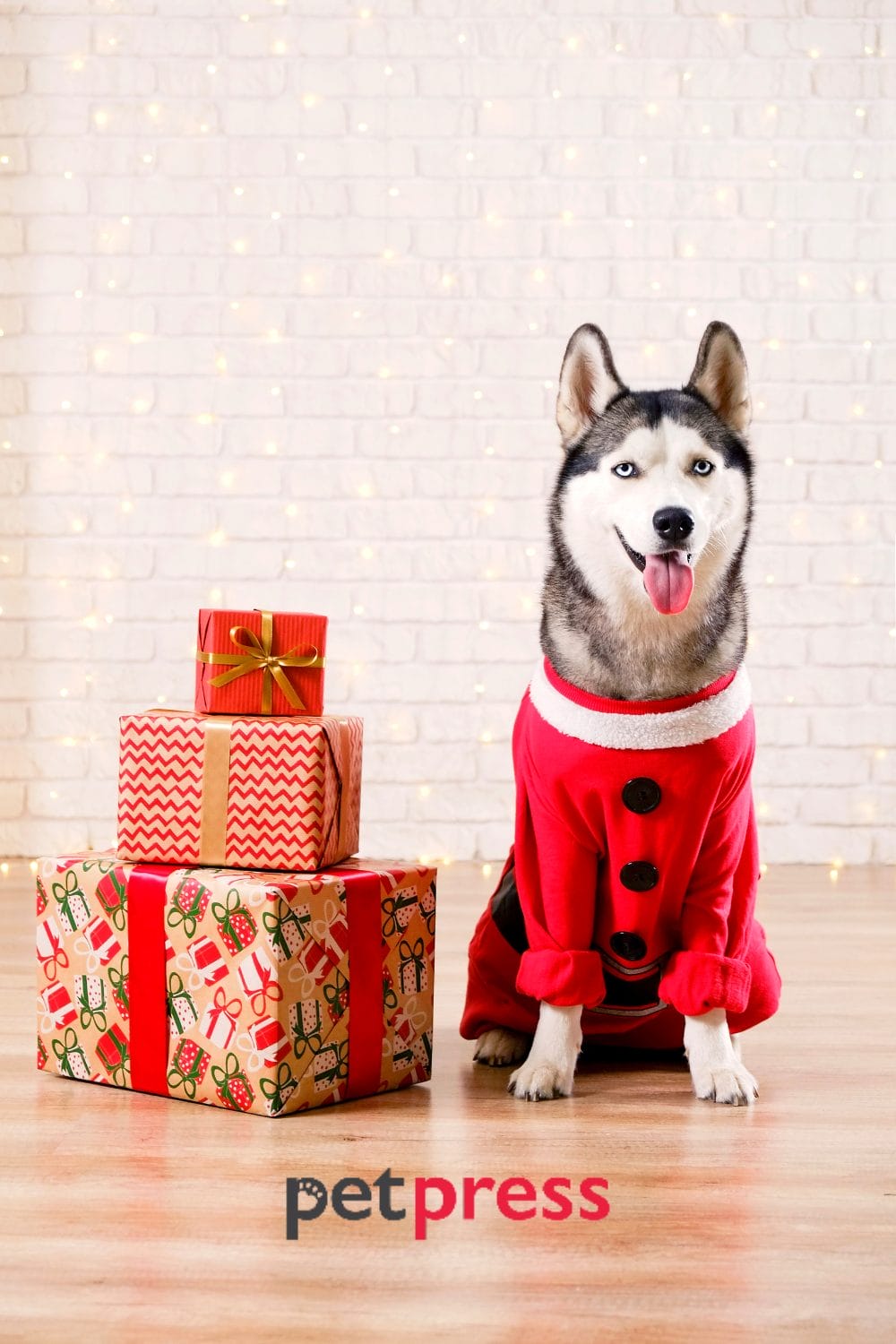 Best Dog Christmas Outfit Ideas Making Your Pooch More Festive