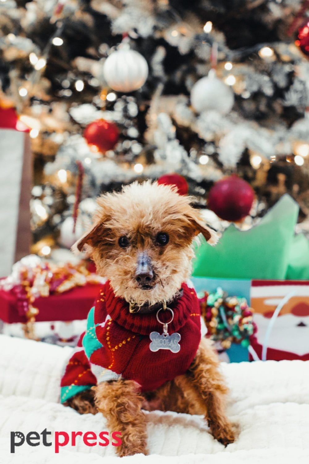 Dog Christmas Jumper The Best Guide for Dog Festive Fashion