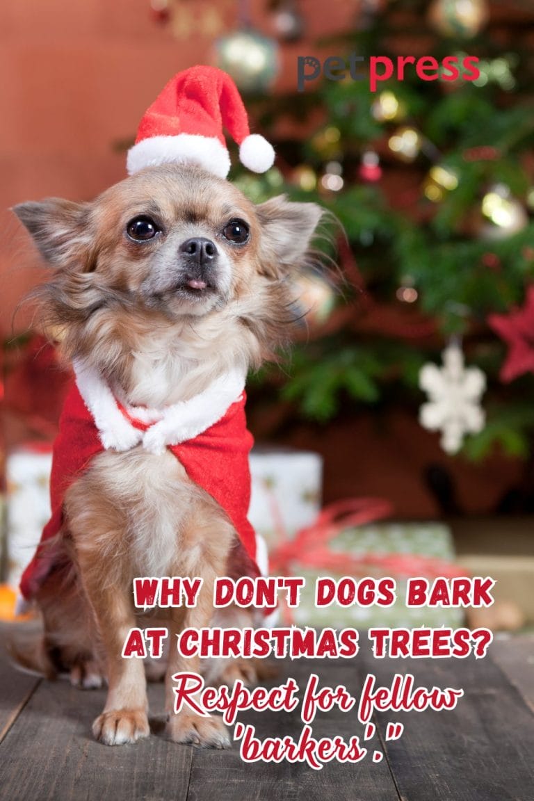 105 Funny Christmas Dog Quotes That Sparkle up the Holidays