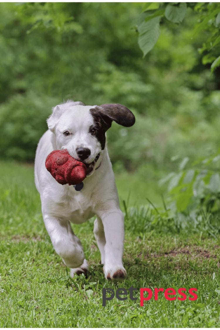 Smart Alert DIY Dog Mental Stimulation Techniques That Work! PetPress