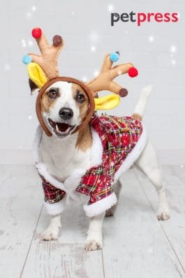 20 Dog Christmas Costumes to Make You Howl with Laughter!