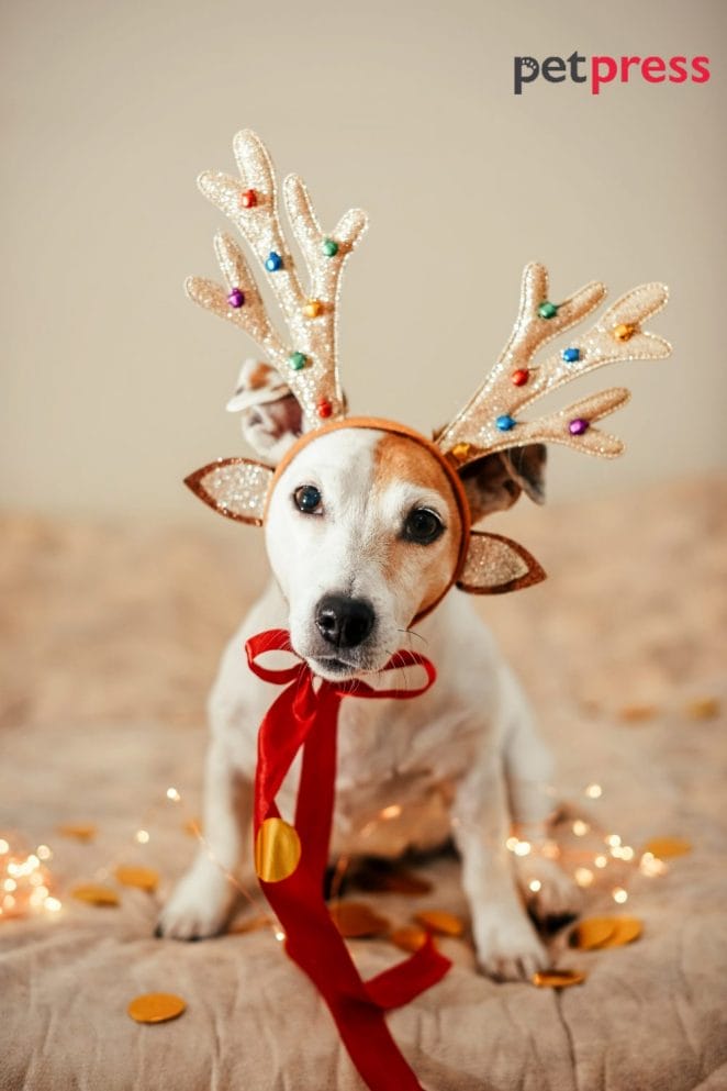 dog christmas photo ideas