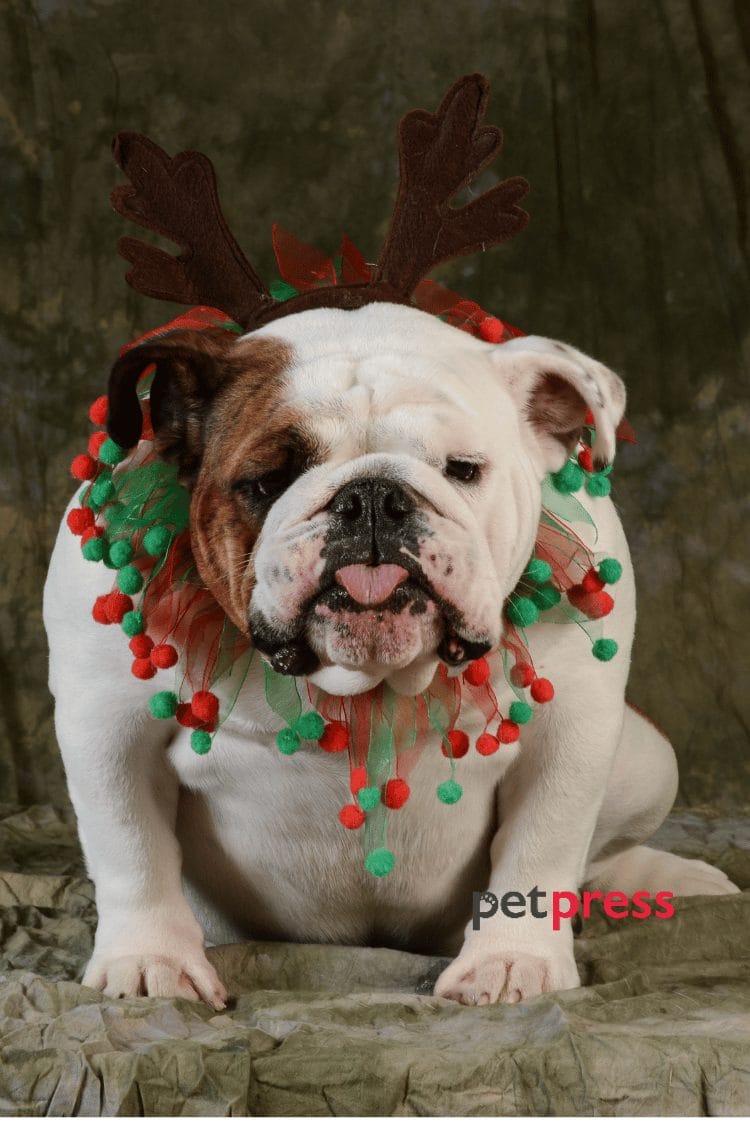 dog christmas wallpaper