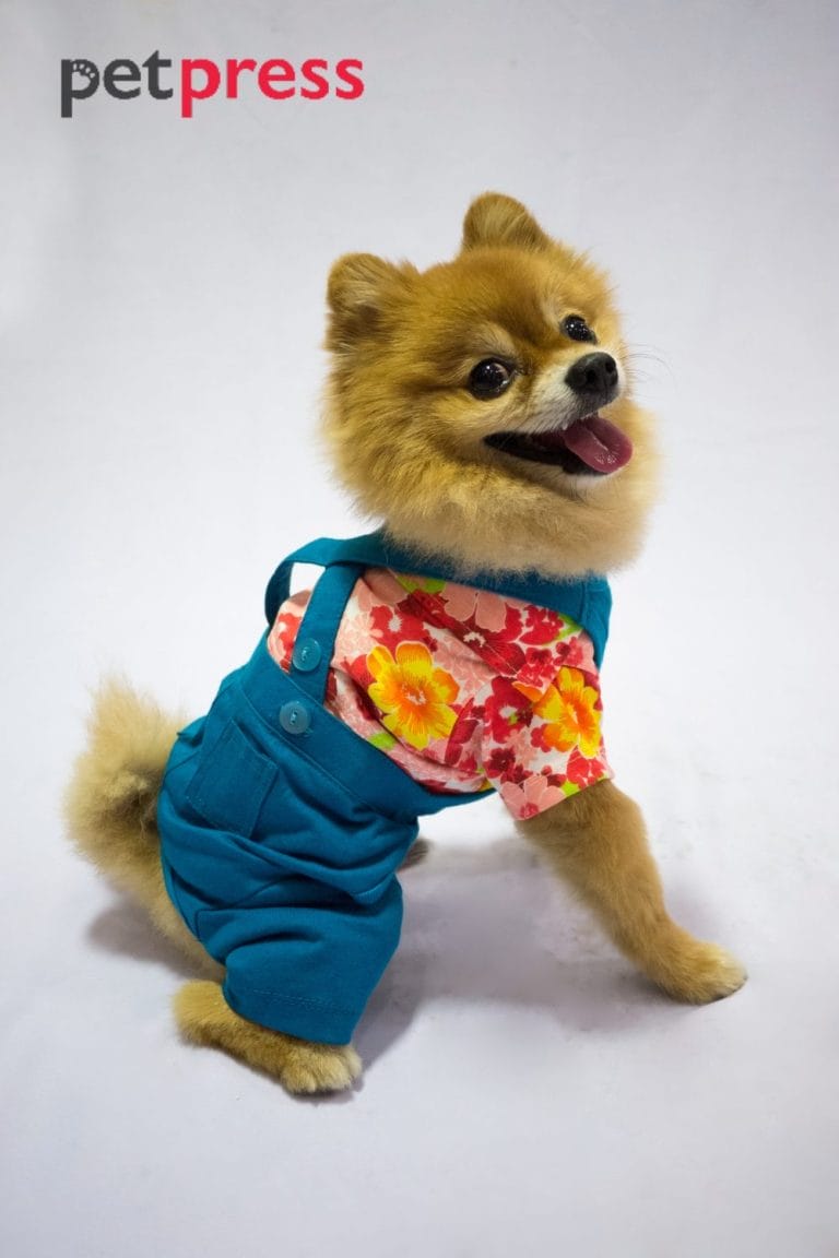 Dog Christmas Jumper The Best Guide for Dog Festive Fashion