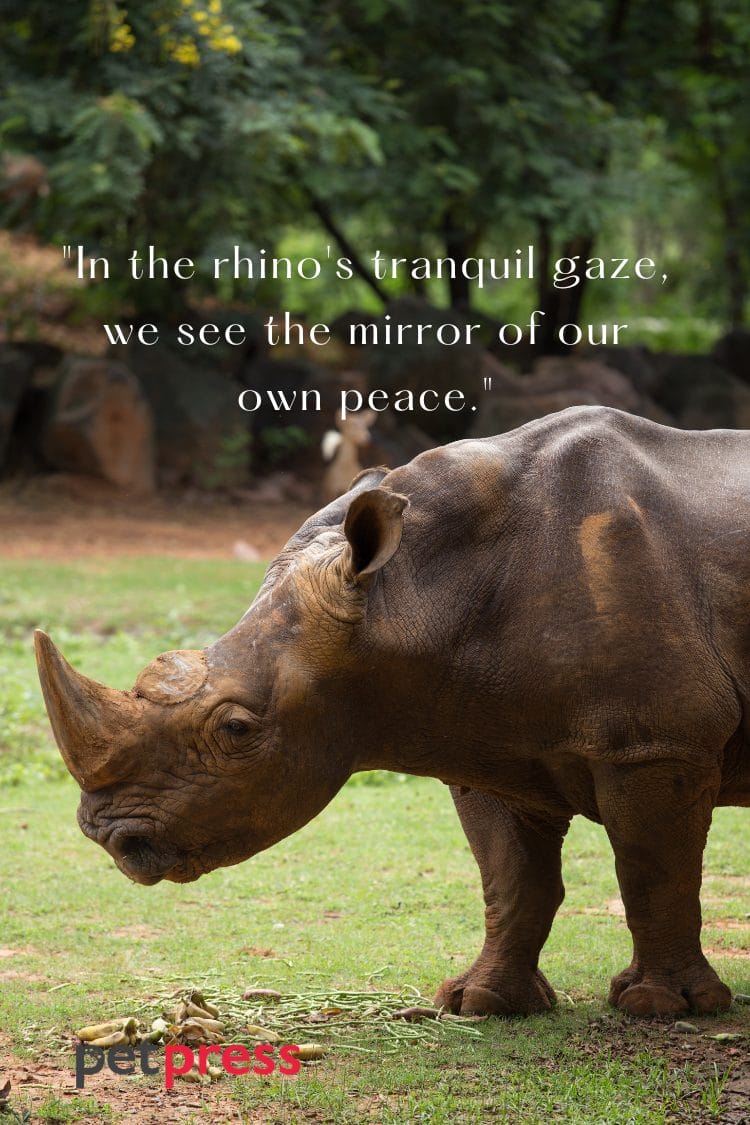 80+ Best Life Rhino Quotes That Will Charge You With Inspiration PetPress