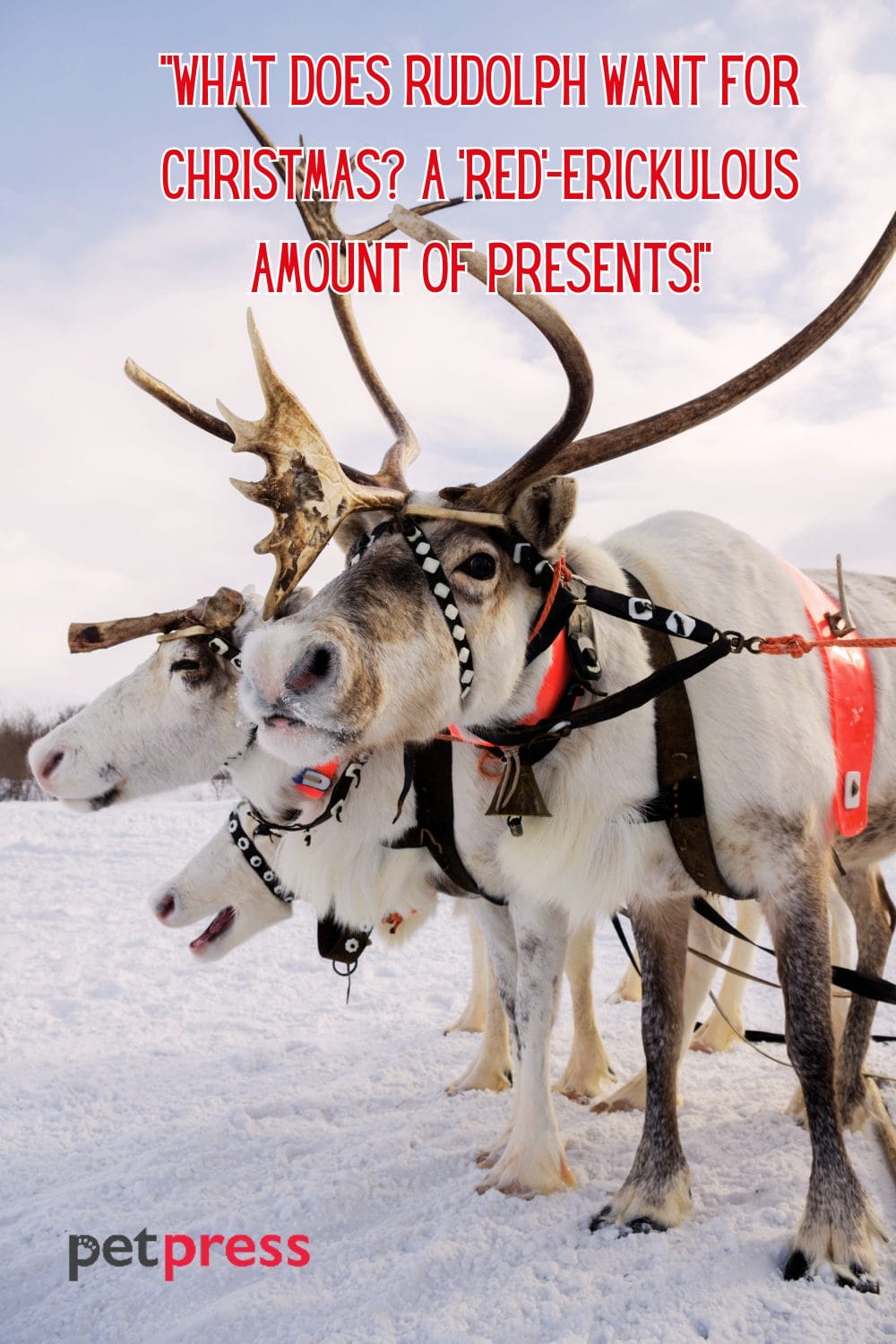 85 Reindeer Christmas Quotes Filled with Enchanting Delight - PetPress