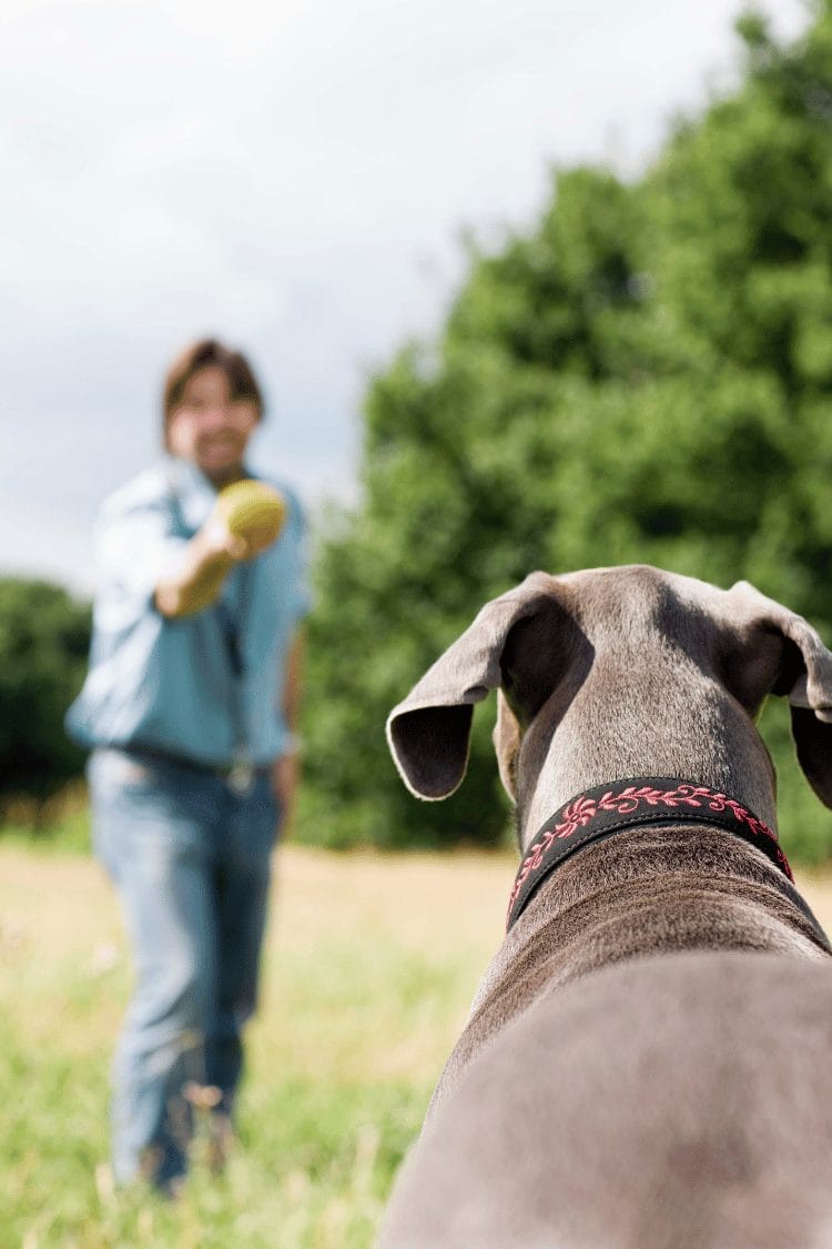 Smart Alert DIY Dog Mental Stimulation Techniques That Work! PetPress