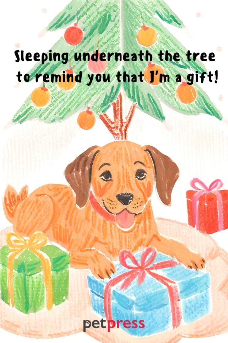 85 Dog Christmas Card Quotes Bringing Happiness This Season