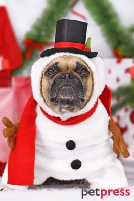 20 Dog Christmas Costumes to Make You Howl with Laughter!