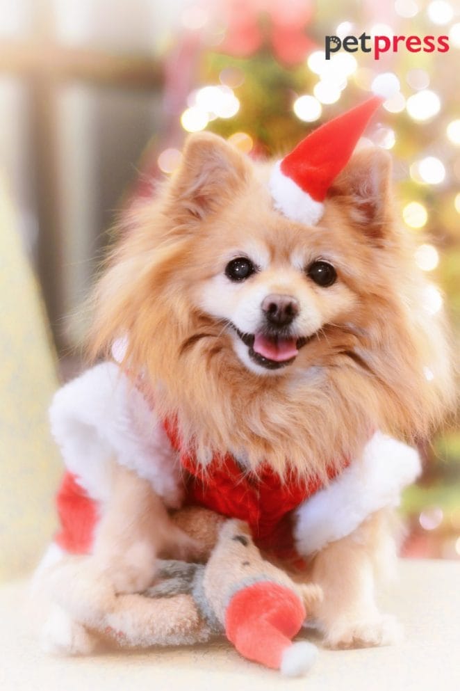 dog christmas photo ideas