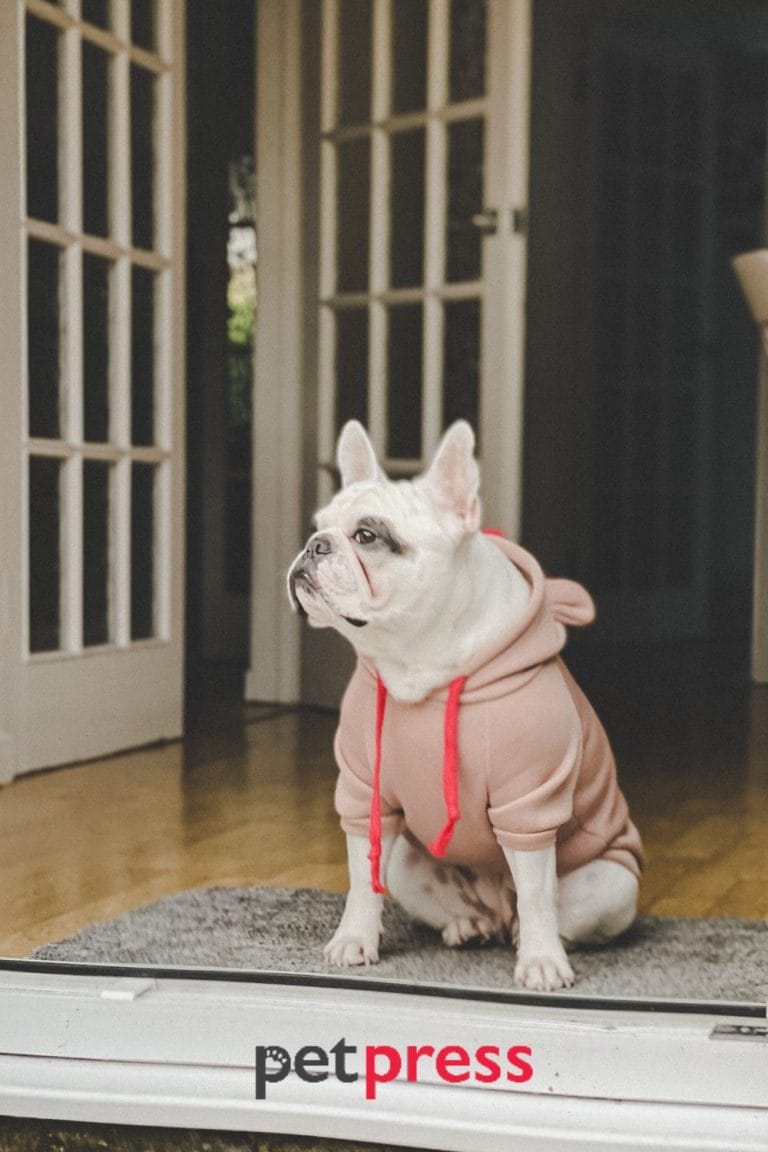 Dog Christmas Jumper The Best Guide for Dog Festive Fashion