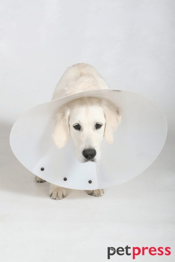 diy dog cone