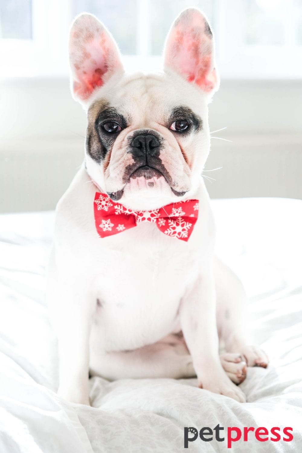 petsmart dog bow tie
