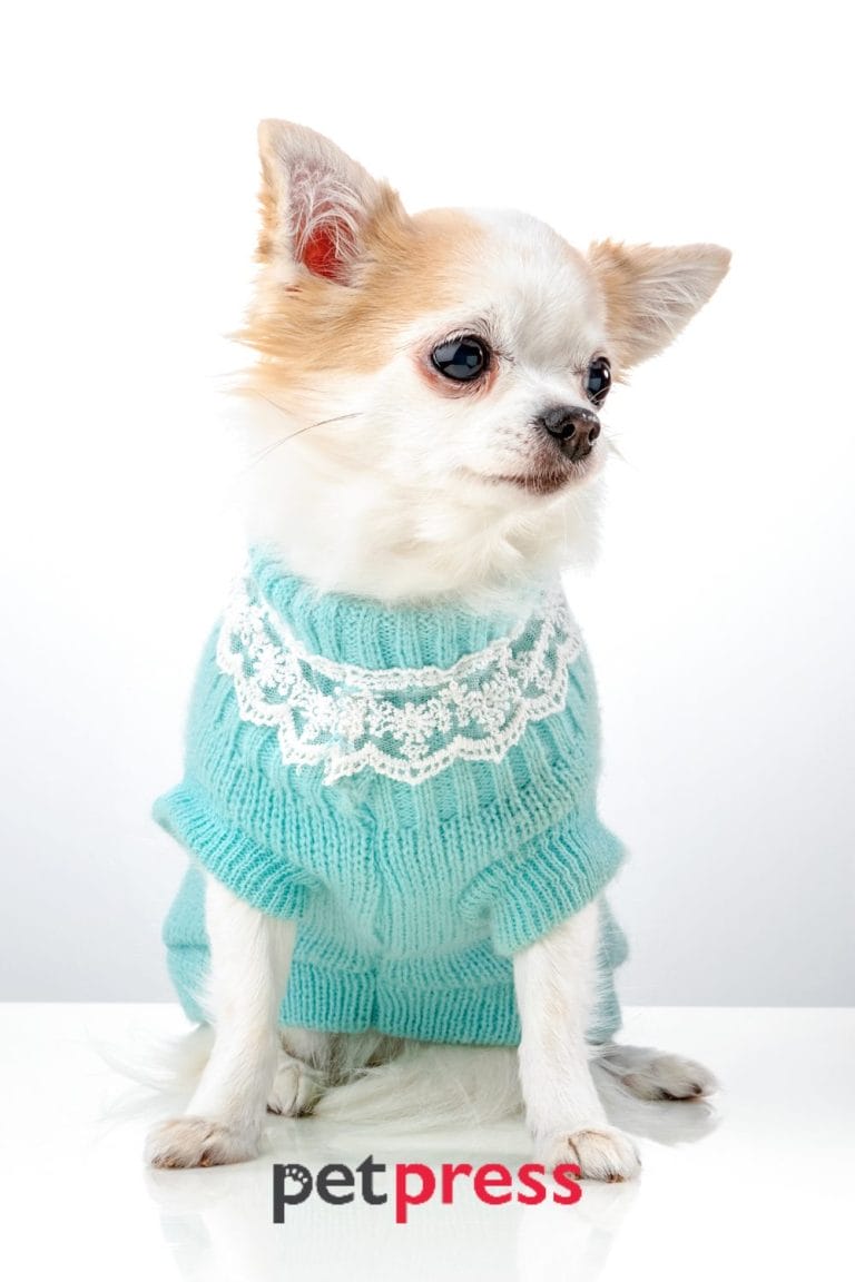 Dog Christmas Jumper The Best Guide for Dog Festive Fashion