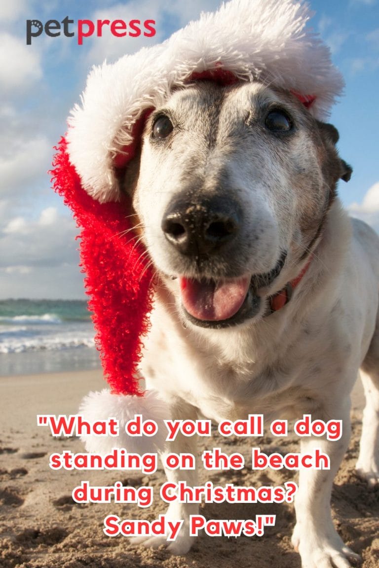 105 Funny Christmas Dog Quotes That Sparkle up the Holidays