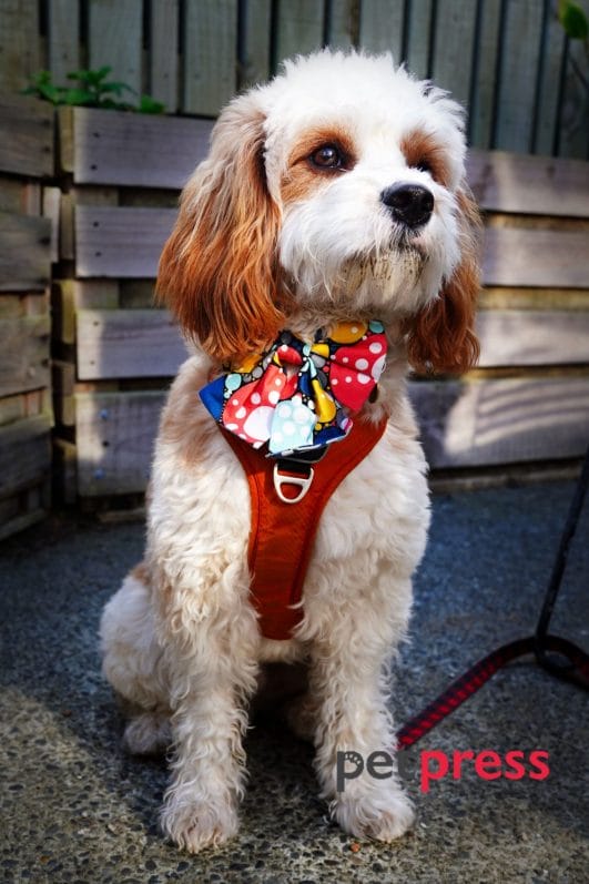 petsmart dog bow tie