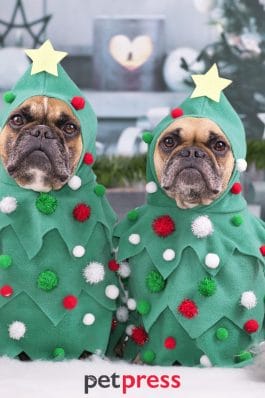20 Dog Christmas Costumes to Make You Howl with Laughter!
