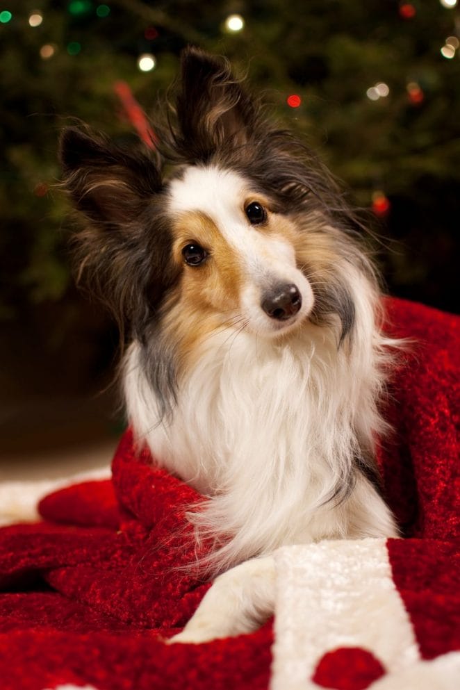 dog christmas photo ideas