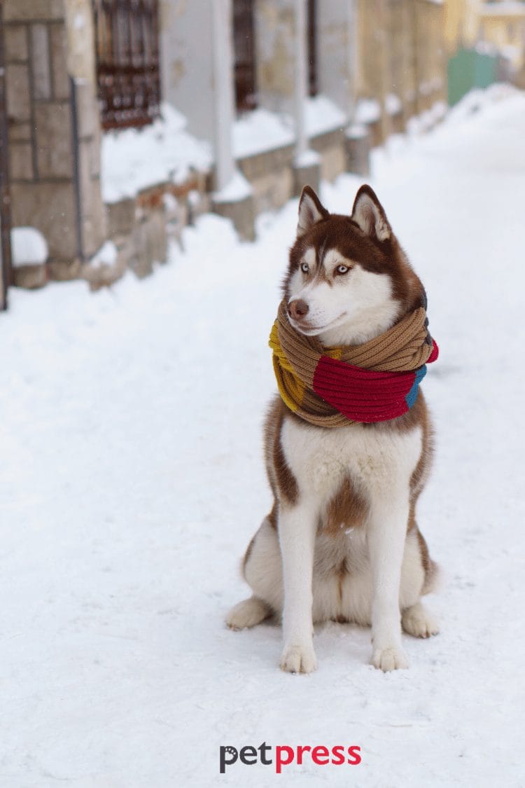 dog christmas wallpaper