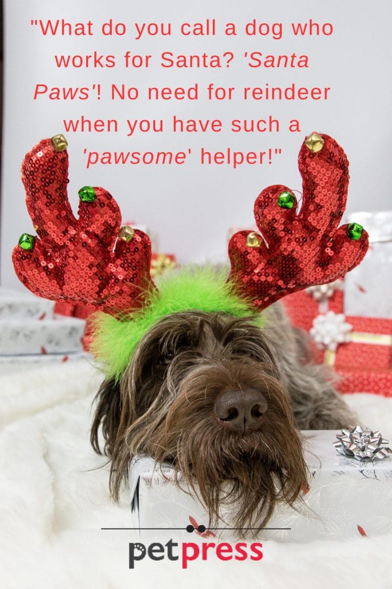 105 Funny Christmas Dog Quotes That Sparkle up the Holidays