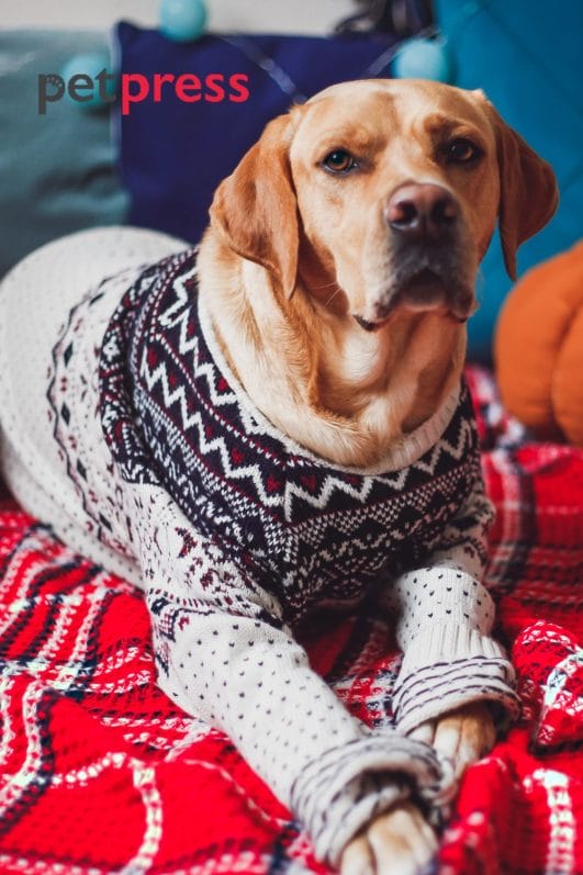 A Festive Collection of the Cutest Dog Christmas Sweaters