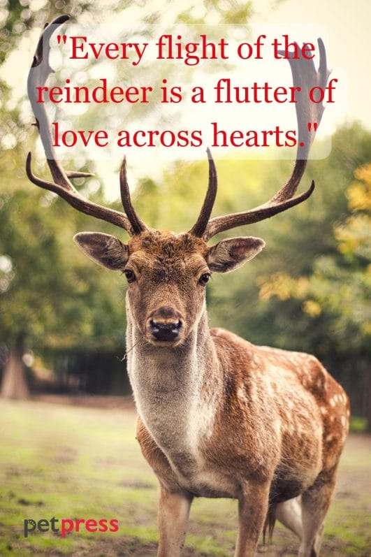 85 Reindeer Christmas Quotes Filled with Enchanting Delight - PetPress