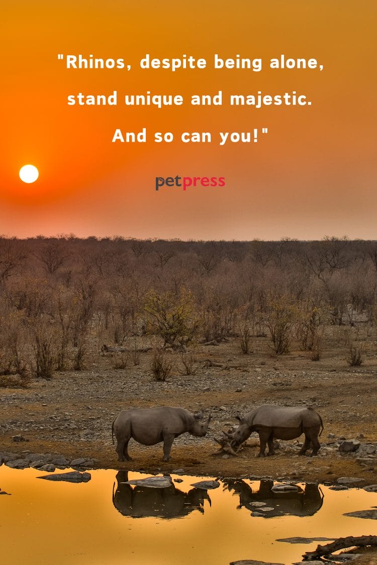 80+ Best Life Rhino Quotes That Will Charge You With Inspiration - PetPress