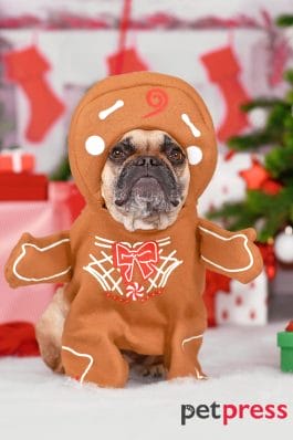20 Dog Christmas Costumes to Make You Howl with Laughter!