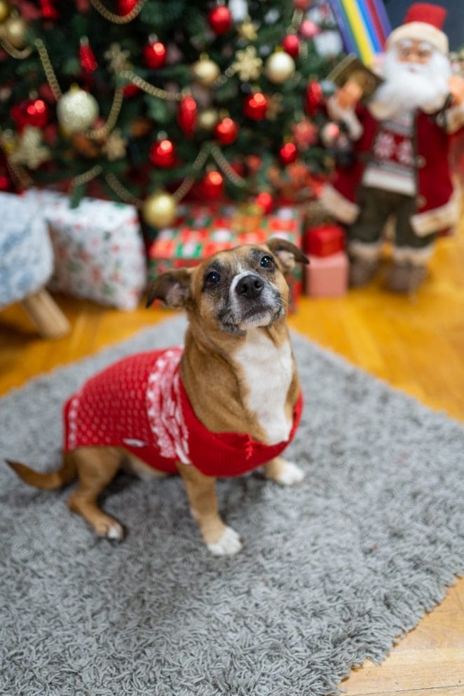 dog christmas photo ideas