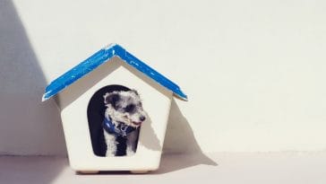 DIY Dog House Outdoors Guide
