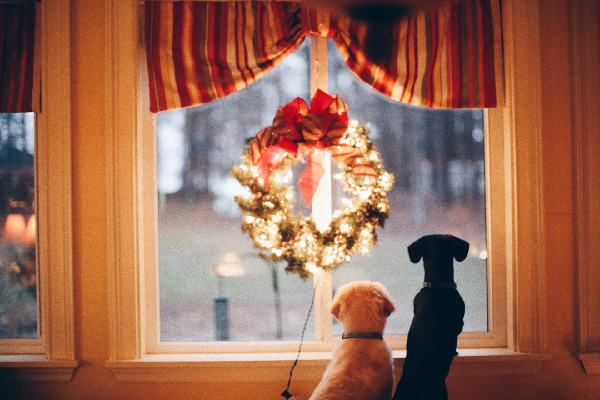 85 Dog Christmas Card Quotes Bringing Happiness This Season