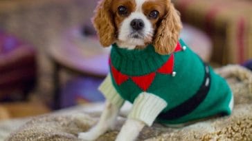 Dog Christmas Sweaters