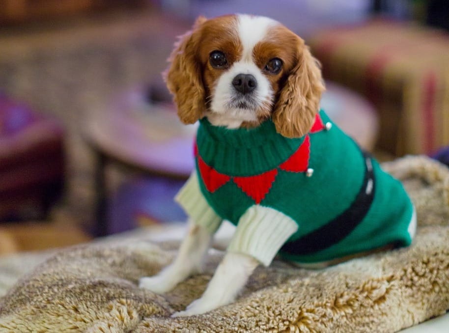 A Festive Collection of the Cutest Dog Christmas Sweaters