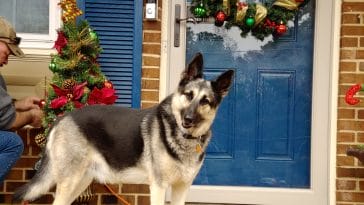 Dog Christmas outdoor decorations