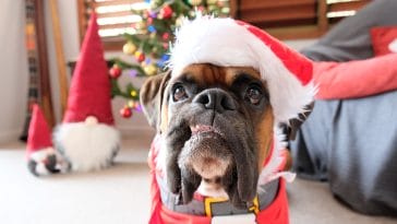 Funny Christmas Dog Quotes