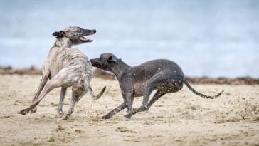 Greyhound Dog Exercise Needs