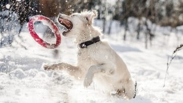How to Get Dog Exercise in Winter