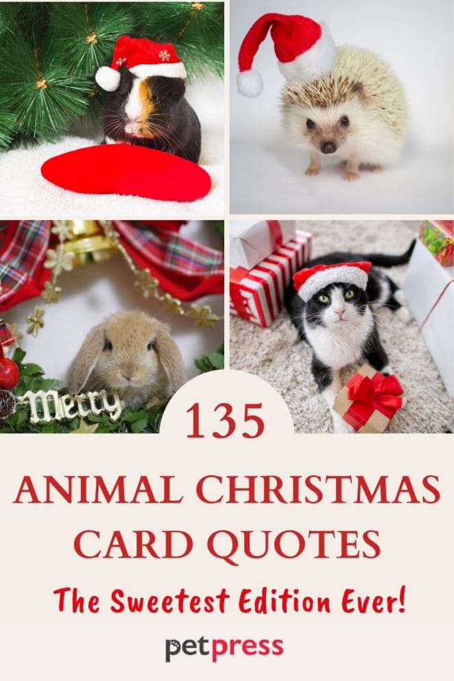 animal christmas card quotes 