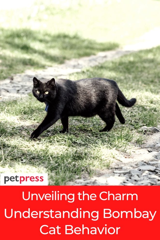 Unveiling the Charm: Understanding Bombay Cat Behavior