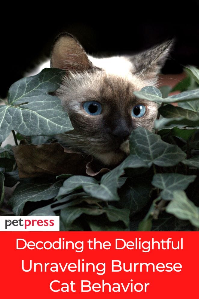Decoding the Delightful: Unraveling Burmese Cat Behavior  