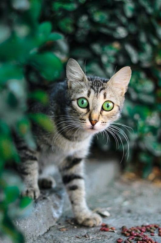 10 INTERESTING FACTS ABOUT CATS BEHAVIOR visual data 6