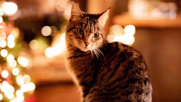 cat christmas card quotes