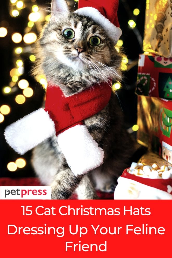cat christmas hat