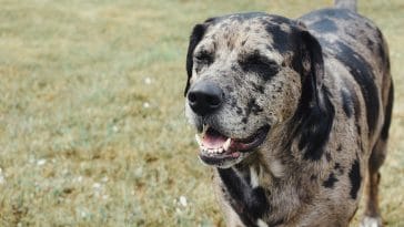 catahoula leopard dog exercise needs