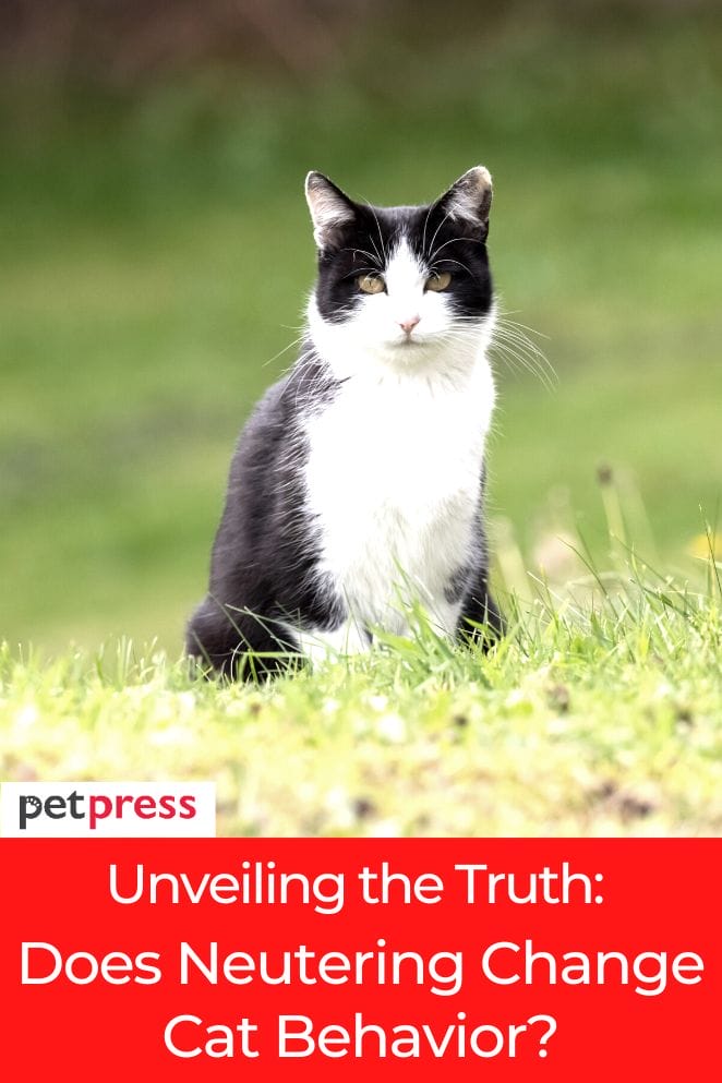 Unveiling the Truth Does Neutering Change Cat Behavior?