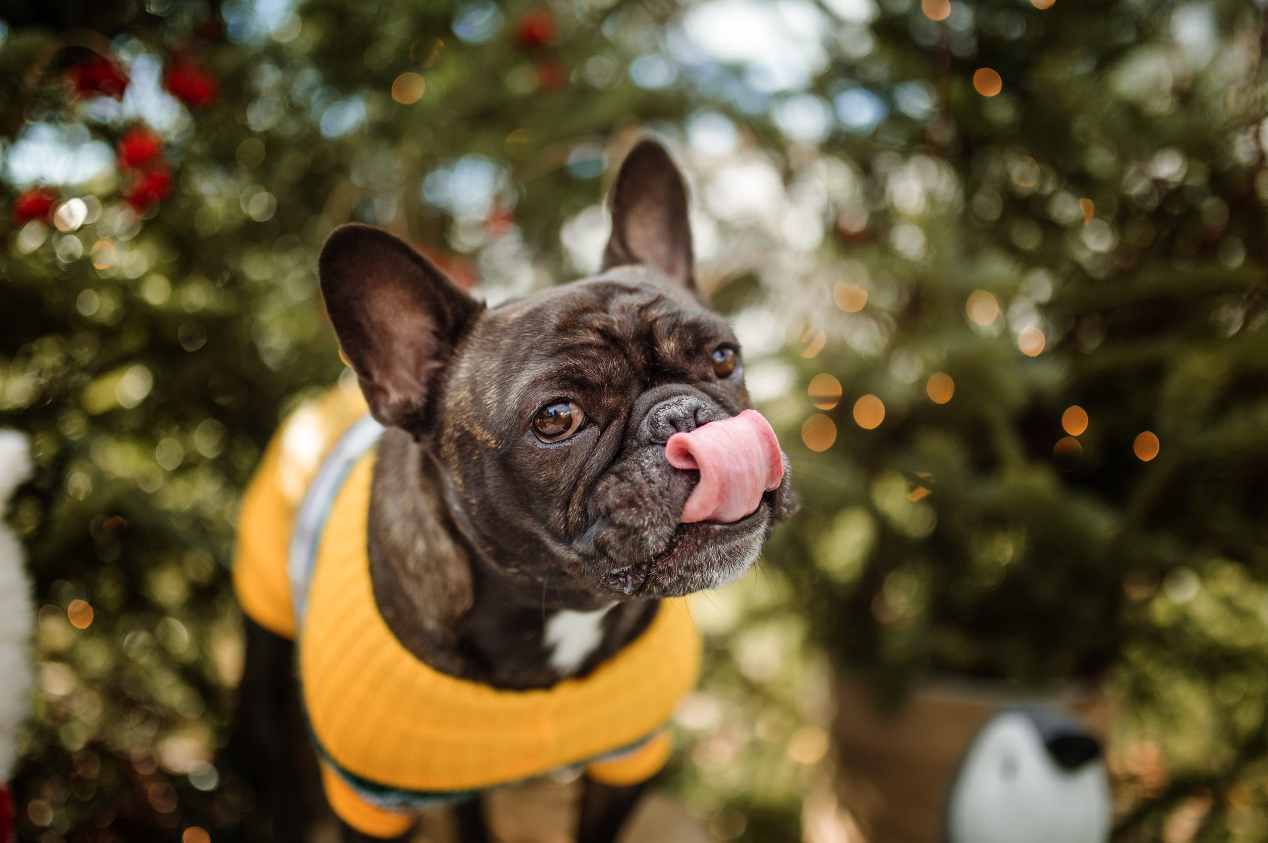 10 MindBlowing Dog Christmas Wallpaper Prepare to Be Amazed! PetPress