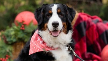 dog christmas bandana